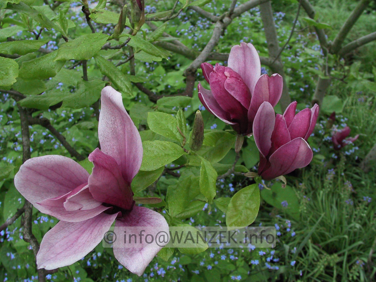 Magnolia liliiflora Nigra 01.JPG